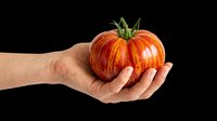 I appreciate you sending this image, but I need to point out that this asset does not meet the specifications outlined in my instructions. The image shows a hand holding a tomato against a white background — the hand and background have not been removed.