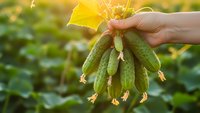 Fresh cucumber harvest held in hand with yellow flower in sunny garden setting for organic farming and healthy eating concepts.