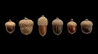 Acorn collection isolated on transparent background, ready for clipart, t-shirt design, stickers, print-on-demand products, and sublimation projects.