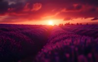 Vibrant purple lavender field at sunset with dramatic red sky and sun setting over rolling hills, creating magical atmospheric landscape.