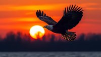 Majestic eagle silhouette soaring against dramatic orange sunset sky with large glowing sun, wings spread wide in graceful flight over dark landscape horizon.