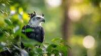 Majestic Harpy Eagle perched among green foliage with blurred bokeh background, displaying distinctive head feathers and curved beak in natural habitat.