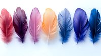 Colorful feathers arranged in rainbow gradient from pink to blue on white background, isolated elements for creative design and decoration purposes.