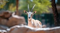 Dama gazelle with distinctive curved horns and white coat stands alert in natural habitat, soft bokeh background creates dreamy wildlife atmosphere.