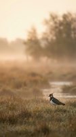 Lapwing bird standing on grassy wetland during golden hour sunrise with soft bokeh background and warm atmospheric lighting for nature photography.