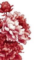 Elegant red and white peony flowers in detailed botanical illustration style on white background, suitable for luxury stationery and home decor.