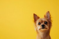 Adorable Yorkshire terrier puppy with attentive expression against bright yellow background, perfect for pet care advertising or social media content.
