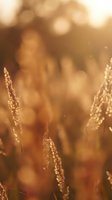 Golden wheat field with warm sunlight bokeh effect creating dreamy autumn harvest atmosphere for agricultural and seasonal design projects.