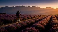 Cyclist riding through purple lavender field rows at golden sunset with mountain backdrop. Peaceful outdoor recreation and nature adventure concept.