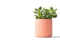 Green succulent plant in minimal pink ceramic pot against white background, modern home decor styling with copy space for text placement.