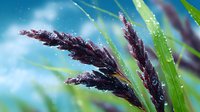 Purple ornamental grass plumes swaying in breeze against blue sky background with morning dew drops on green blades, creating dreamy natural atmosphere.