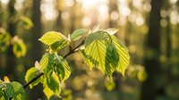 Fresh green leaves on branch with warm sunlight and bokeh background in spring forest. Natural growth and renewal concept for environmental projects.