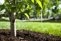 Young tree sapling planted in rich dark soil with vibrant green leaves in sunny park setting. Fresh growth symbolizing new beginnings and environmental care.