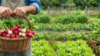 Farmer holding wicker basket filled with fresh red radishes in vegetable garden. Organic produce harvesting and sustainable agriculture concept for farming and gardening.
