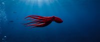Red octopus swimming gracefully through deep blue ocean waters with sunlight rays filtering down from surface creating dramatic underwater scene.