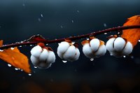 Cotton bolls with water droplets on a branch with autumn leaves against a dark rainy background, nature close-up macro photography.