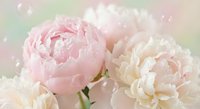 Soft pink and white peony flowers with delicate petals and water droplets on pastel background for romantic wedding and spring celebration designs.