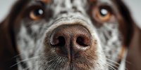 Close-up of adorable dog nose and eyes showing detailed texture and warm brown colors. Pet care, veterinary health, animal portrait photography concept.