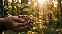 Weathered hands holding young seedling with soil against blurred forest background, symbolizing environmental conservation, sustainable growth, and ecological responsibility for nature campaigns.