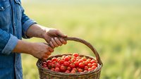 Farmer holding wicker basket filled with fresh ripe red tomatoes in agricultural field during harvest season for farming and gardening concepts.