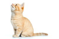 Cream colored kitten sitting and looking up with curiosity on white background, isolated. Fluffy young cat with ginger markings showing playful expression.
