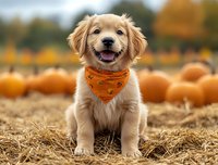 Happy Golden Retriever puppy wearing orange bandana sitting on hay at pumpkin patch during autumn season, smiling with friendly expression against blurred fall background.