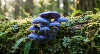 Purple mushrooms growing on moss-covered log in forest with soft sunlight filtering through trees creating natural woodland scene for nature photography.