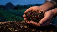 Farmer's hands holding rich dark compost soil with earthworms over a garden bed at dusk, showcasing organic farming and sustainability.