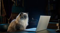 Fluffy ragdoll cat sitting at desk with open laptop computer in dark cozy home office library setting with warm ambient lighting for remote work concepts.