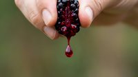 Ripe dark berries dripping juice from hand against blurred green background, fresh fruit harvest and organic food concept for culinary and wellness projects.