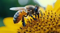 Detailed macro shot of honey bee collecting pollen on bright yellow sunflower, showing intricate wing patterns and body segments against blurred background.