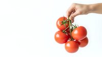Hand holding fresh red tomatoes on vine isolated on white background for healthy cooking and organic food concepts.
