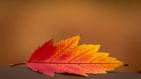 Vibrant autumn leaf with red and yellow gradient colors on warm background, seasonal fall foliage concept for nature and harvest themes.