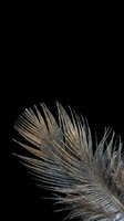 Elegant feather detail with delicate barbs and natural texture against dark background for luxury design projects and organic decorative elements.