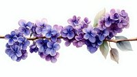 Watercolor branch of blooming lilac flowers with green leaves on white background, botanical spring illustration for floral design and decoration.