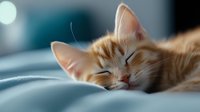Adorable orange tabby kitten sleeping peacefully on soft white bedding with closed eyes and relaxed expression in cozy indoor setting.