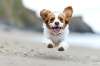 Happy Cavalier King Charles Spaniel puppy running and jumping on beach with blurred natural background, perfect for pet advertising.