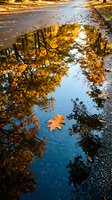 Autumn leaf floating in puddle reflecting golden trees and blue sky, perfect for seasonal and nature-themed designs.