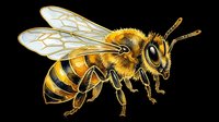 Honey bee with detailed wings and fuzzy body isolated on transparent background, ready for t-shirt designs, clipart, stickers, sublimation and print-on-demand products.