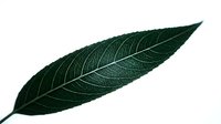 Isolated dark green leaf with detailed veins on white background, suitable for botanical designs, nature graphics, and eco-friendly branding projects.