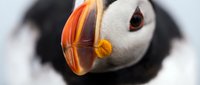 Atlantic puffin seabird close-up portrait showing distinctive colorful orange and yellow beak during breeding season against blurred background.