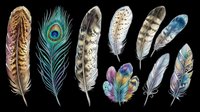 Collection of colorful detailed feathers isolated on transparent background, ready for stickers, t-shirt design, sublimation, print on demand, and clipart use.