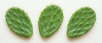 Three fresh green prickly pear cactus pads arranged in row on white background, isolated for design use in healthy food and botanical projects.