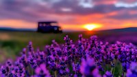 Vibrant lavender field at sunset with silhouette of car on horizon, purple flowers in foreground against dramatic orange and pink sky.