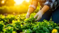 Farmer hands harvesting fresh green lettuce in organic garden during golden hour sunset. Agricultural worker tending leafy vegetables in sustainable farm field.