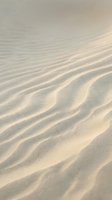 Smooth sand dunes with flowing ripple patterns created by wind erosion in warm golden light for natural texture backgrounds.