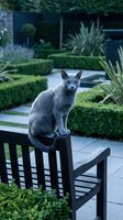 Gray cat sitting on black bench in modern garden with hedges and architectural plants, suitable for pet, lifestyle and outdoor design projects.