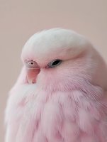 Soft pink parrot with fluffy feathers against pastel background, close-up portrait of exotic bird with delicate plumage for pet and wildlife content.
