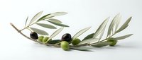 Olive branch with ripe and unripe olives and green leaves isolated on white background, suitable for food, culinary, and cooking design projects.