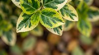 Variegated green and yellow foliage with cream edges creates natural botanical texture for gardening and plant care concepts.